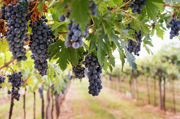 Comment découvrir les traditions de la vinification en Nouvelle-Zélande?